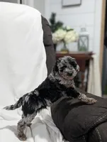 Indy, a male Poodle - Miniature  and Miniature Goldendoodle for sale in Bristol, IN – Photo 3 of 9