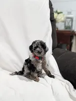 Indy, a male Poodle - Miniature  and Miniature Goldendoodle for sale in Bristol, IN – Photo 5 of 9