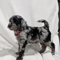 Indy, a male Poodle - Miniature  and Miniature Goldendoodle for sale in Bristol, IN – Photo 6 of 9