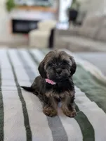 Cecilia , a female Havapoo for sale in Bristol, IN – Photo 5 of 6