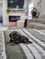 Cecilia , a female Havapoo for sale in Bristol, IN – Photo 3 of 6