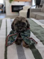 Cecilia , a female Havapoo for sale in Bristol, IN – Photo 4 of 6