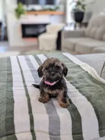 Cecilia , a female Havapoo for sale in Bristol, IN – Photo 6 of 6