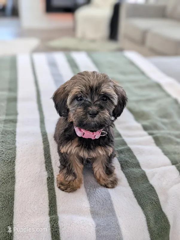 Cecilia  – Havapoo puppy for sale in Bristol, IN