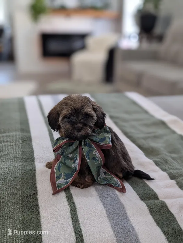Cecilia  – Havapoo puppy for sale in Bristol, IN