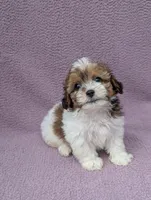 Amelia , a female Shihpoo for sale in Bristol, IN – 4 of 8