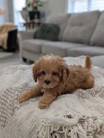 Teddy, a male Cavapoo for sale in Bristol, IN – Photo 5 of 8