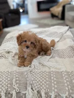 Teddy, a male Cavapoo for sale in Bristol, IN – Photo 8 of 8