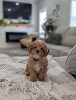 Teddy, a male Cavapoo for sale in Bristol, IN – Photo 6 of 8