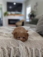 Teddy, a male Cavapoo for sale in Bristol, IN – Photo 3 of 8