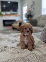 Teddy, a male Cavapoo for sale in Bristol, IN – Photo 2 of 8