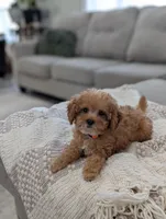 Teddy, a male Cavapoo for sale in Bristol, IN – Photo 7 of 8