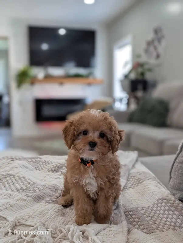 Teddy – Cavapoo puppy for sale in Bristol, IN