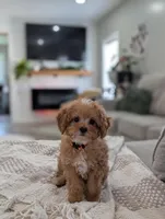 Teddy, a male Cavapoo for sale in Bristol, IN – Photo 1 of 8