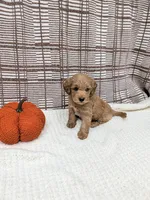 Rob, a male Miniature Goldendoodle for sale in Bristol, IN – 6 of 6