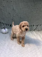 Heidi , a female Miniature Goldendoodle for sale in Bristol, IN – 7 of 8