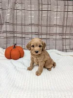 Rose, a male Miniature Goldendoodle for sale in Bristol, IN – 6 of 6