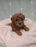 Paris , a female Poodle - Toy  for sale in Bristol, IN – 3 of 6