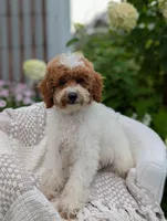 Travis , a male Poodle - Toy  for sale in Bristol, IN – 4 of 5