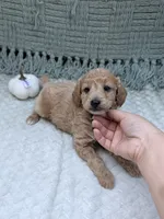 Hailey , a female Miniature Goldendoodle for sale in Bristol, IN – 5 of 8
