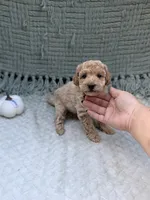 Heidi , a female Miniature Goldendoodle for sale in Bristol, IN – 5 of 8