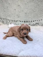 Brenda , a female Cavapoo for sale in Bristol, IN – 2 of 6