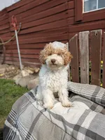 Ricky, a male Poodle - Miniature  for sale in Bristol, IN – 4 of 7