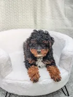 Cappuccino , a male Aussiedoodle and Poodle - Miniature  for sale in Bristol, IN – 8 of 8