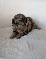 Magnolia , a female Poodle - Miniature  for sale in Bristol, IN – 2 of 5