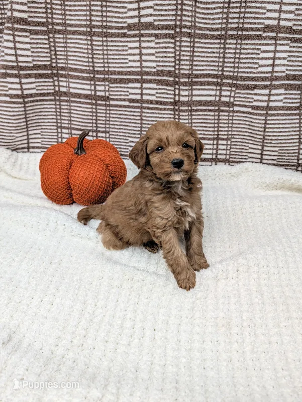 Rich – Miniature Goldendoodle puppy for sale in Bristol, IN