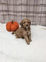 Rich, a male Miniature Goldendoodle for sale in Bristol, IN – 1 of 6