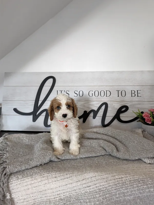Patrick  – Cavapoo puppy for sale in Bristol, IN