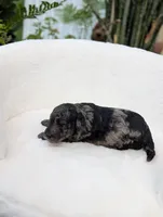 Mcallister , a male Poodle - Miniature  for sale in Bristol, IN – 2 of 5