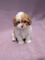 Archie , a male Shihpoo for sale in Bristol, IN – 6 of 9