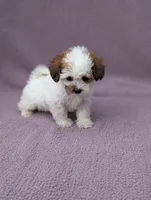 Ariel , a female Shihpoo for sale in Bristol, IN – 5 of 7