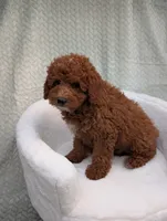 Caramel , a male Aussiedoodle and Poodle - Miniature  for sale in Bristol, IN – 4 of 6