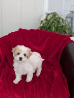 Rocky, a male Bichpoo for sale in Bristol, IN – Photo 5 of 7