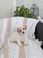 Rocky, a male Bichpoo for sale in Bristol, IN – Photo 4 of 7