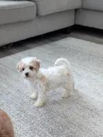 Rocky, a male Bichpoo for sale in Bristol, IN – Photo 3 of 7