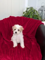 Rocky, a male Bichpoo for sale in Bristol, IN – Photo 7 of 7