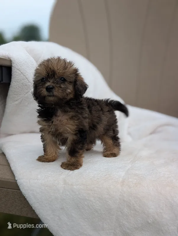 Francine – Havapoo puppy for sale in Bristol, IN