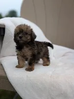 Francine, a female Havapoo for sale in Bristol, IN – 1 of 6