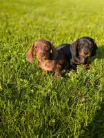 Tiny, a male Miniature Dachshund for sale in Bristol, IN – 3 of 6