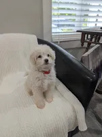 Bunny, a male Pomapoo for sale in Bristol, IN – 6 of 7