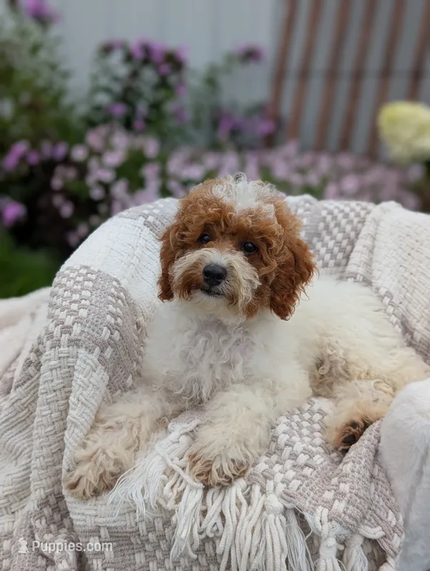 Travis  – Poodle - Toy  puppy for sale in Bristol, IN