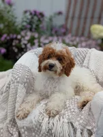 Travis , a male Poodle - Toy  for sale in Bristol, IN – 1 of 5