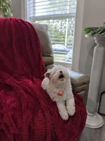 Barker, a male Pomapoo for sale in Bristol, IN – 7 of 8