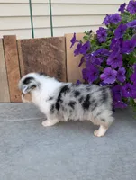 Twix, a male Pembroke Welsh Corgi for sale in Bristol, IN – 3 of 6
