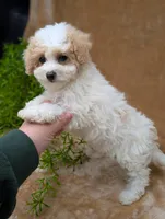 Khloe , a female Bichpoo for sale in Bristol, IN – 2 of 5