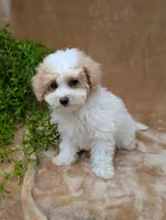 Khloe , a female Bichpoo for sale in Bristol, IN – 4 of 5